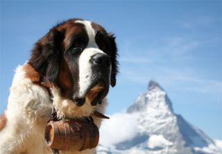 Obrázek z Pohlednice 3D 16cm - bernardýn(25) 